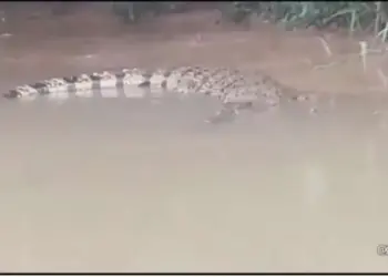 Buaya Muncul Gegerkan Tanjung Burung, Kades Bilang Jumlahnya 3 hingga 4 Ekor