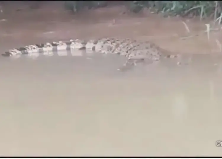 Buaya Muncul Gegerkan Tanjung Burung, Kades Bilang Jumlahnya 3 hingga 4 Ekor