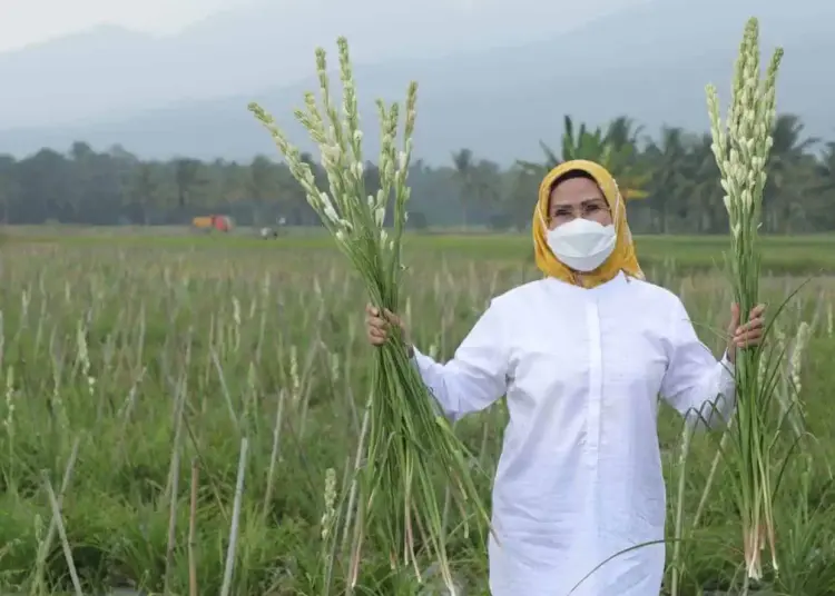 Ajak Diskusi Petani Bunga Sedap Malam, Bupati Tatu Gagas Konsep Agrowisata