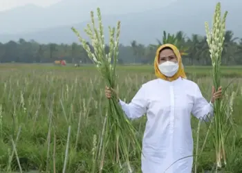 Petani Bunga Sedap Malam di Baros Stop Sementara