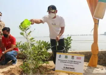 Hadang Abrasi di Kabupaten Tangerang, 11.000 Mangrove Ditanam