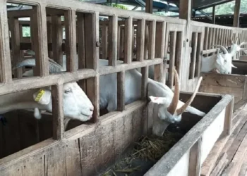 Tujuh Kambing di Serpong Dicuri, Pemiliknya Disisakan Jeroan