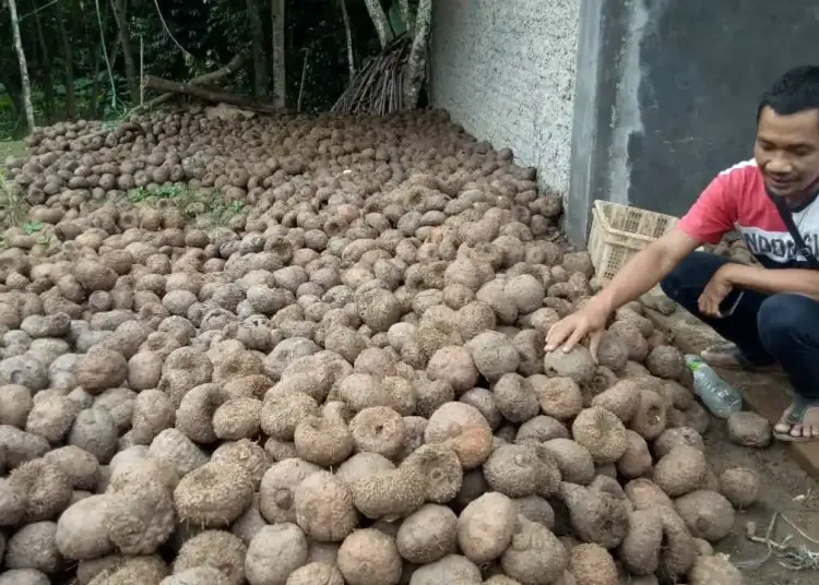 Menjanjikan, Segini Omset Petani Porang di Mancak Kabupaten Serang