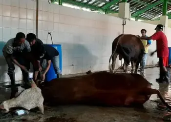 Agar Tak Potong Sapi Betina, 27 RPH di Banten Diawasi