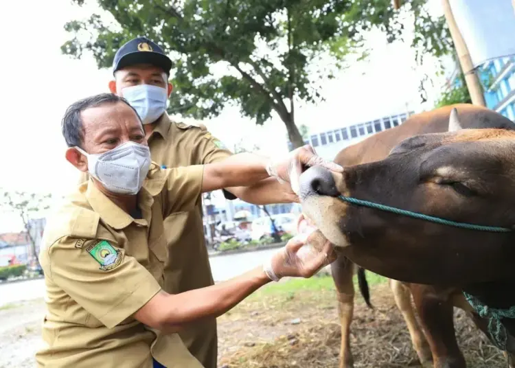 Jelang Hari Raya Idul Adha, Hewan Kurban Mulai Diperiksa