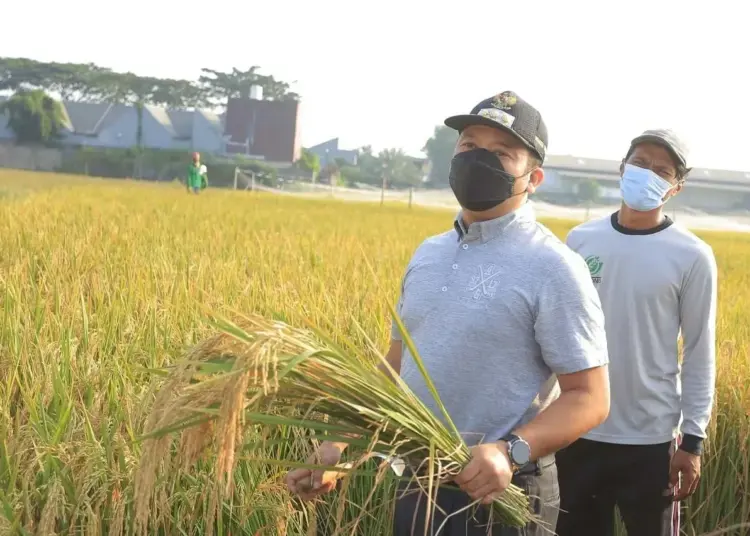 Panen Padi, Wali Kota Arief Sambangi KWT Barokah Kampung Sukun