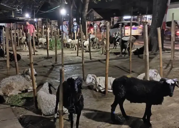 Omzet Pedagang Hewan Kurban di Kota Tangerang Melejit