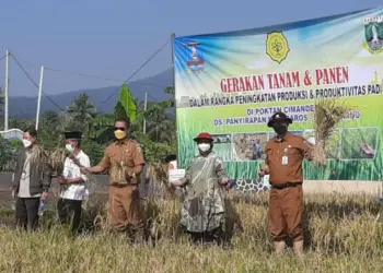 GERAKAN TANAM DAN PANEN–Distan Provinsi Banten, terus berupaya meningkatkan produksi beras untuk mendukung peningkatan ketahanan pangan, melalui gerakan tanam dan panen, Senin (26/7/2021). (ISTIMEWA)