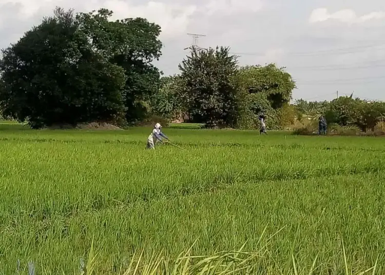 LAHAN PADI–Sejumlah petani, sedang membersihkan rumput yang tumbuh disekitar tanaman padi miliknya, Minggu (25/7/2021). Kegiatan tersebut dilakukan, agar tanaman padi tumbuh dengan subur. (SIDIK/SATELITNEWS.ID)