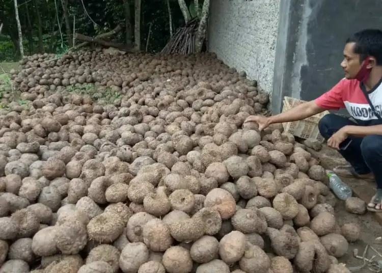 PETANI PORANG–Seorang petani, menunjukkan porang hasil produksinya. (DOKUMEN/SATELIT NEWS)