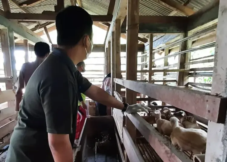 PEMERIKSAAN HEWAN KURBAN–Pihak Distan Pandeglang, sedang memeriksa hewan kurban, di salah satu lapak di Pandeglang, Kamis (8/7/2021). (NIPAL SUTIANA/SATELIT NEWS)