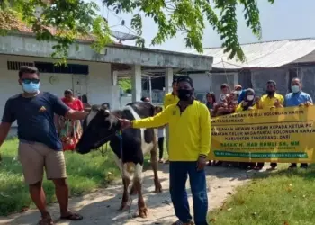 DPD Partai Golkar Kabupaten Tangerang Kurban 49 Ekor Sapi