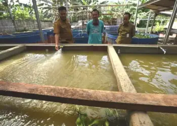 Lima Kecamatan Minim Air, DKPP Kabupaten Serang Kembangkan Budidaya Lele Sistem Bioflok