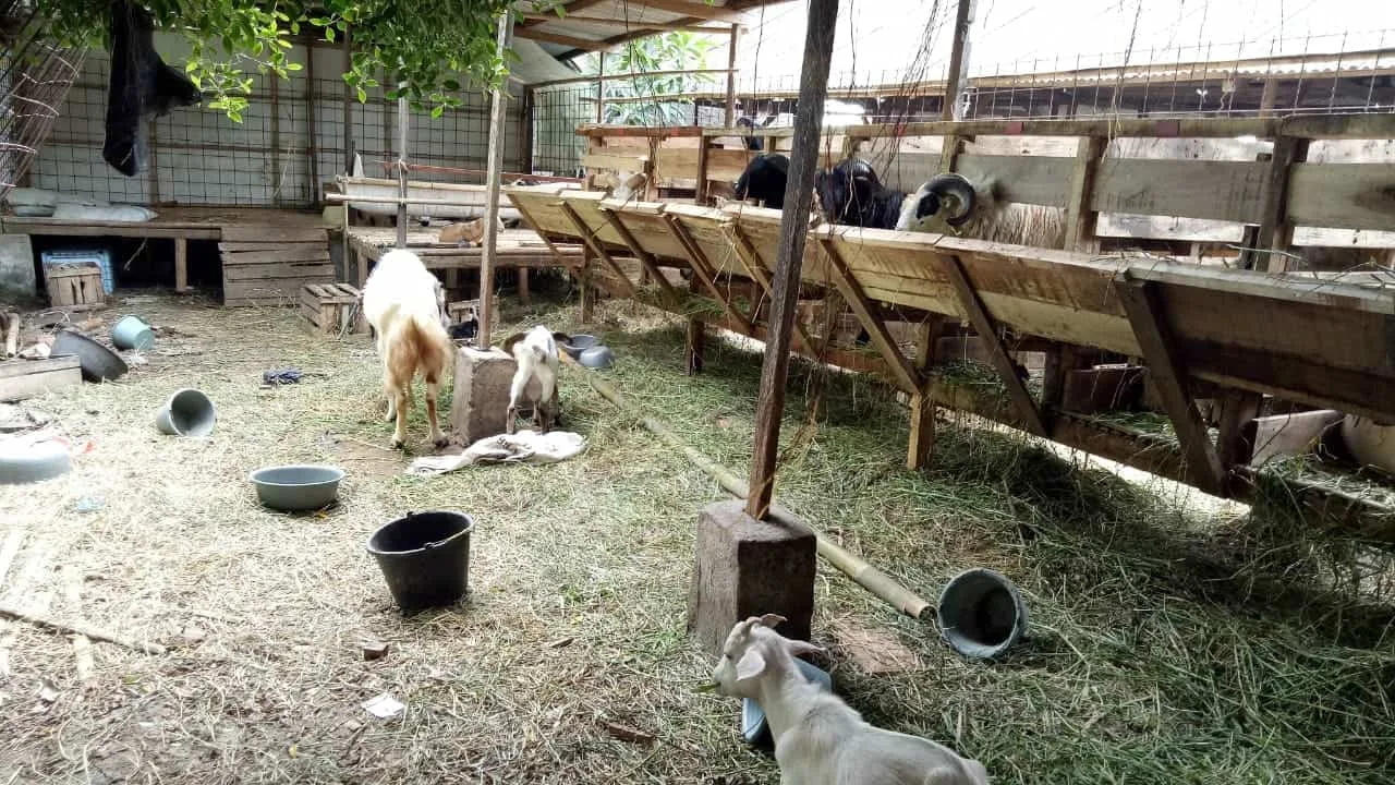 Klaim Permintaan Stabil, Koperasi Lumbung Ternak Banten Sediakan 1.000 Hewan Kurban