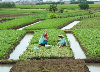 Panen Sayur Di Pinggir Bandara Internasional Soekarno-Hatta