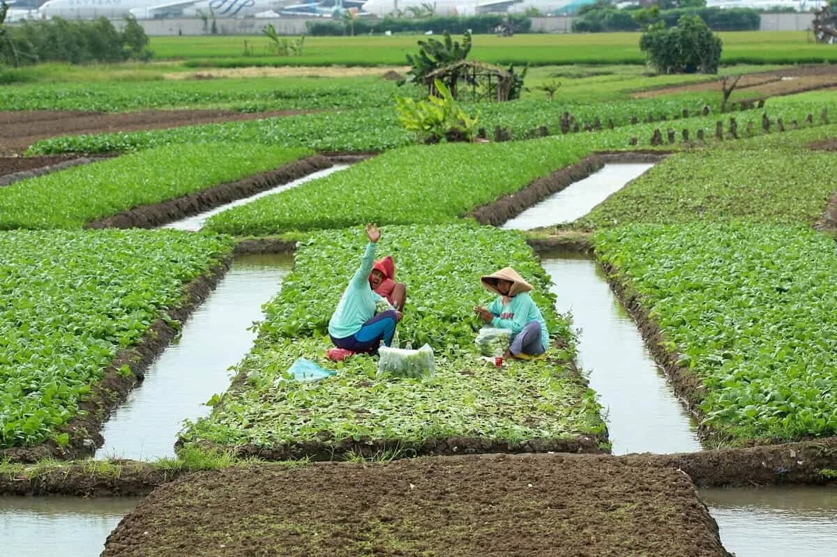 Panen Sayur Di Pinggir Bandara Internasional Soekarno-Hatta