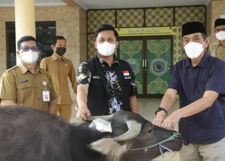 SERAHKAN HEWAN KURBAN–Wabup Pandeglang, Tanto Warsono Arban didampingi jajarannya, sedang menyerahkan satu ekor kerbau ke pengurus DKM Agung Ar-Rahman Pandeglang, di halaman kantor MUI Pandeglang, Senin (19/7/2021). (NIPAL SUTIANA/SATELITNEWS.ID)