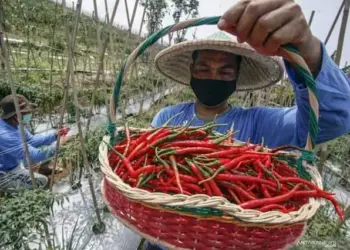 Petani panen cabai. (ISTIMEWA)