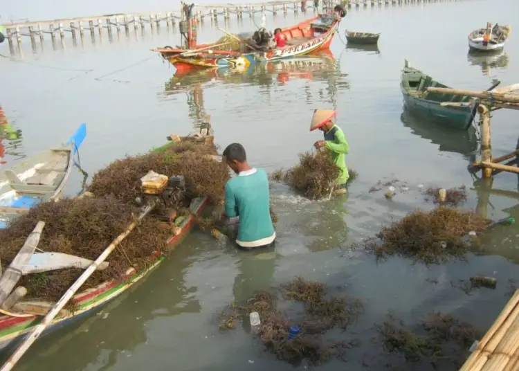 Nelayan di Kabupaten Serang, sedang memanen rumput laut. (ISTIMEWA)