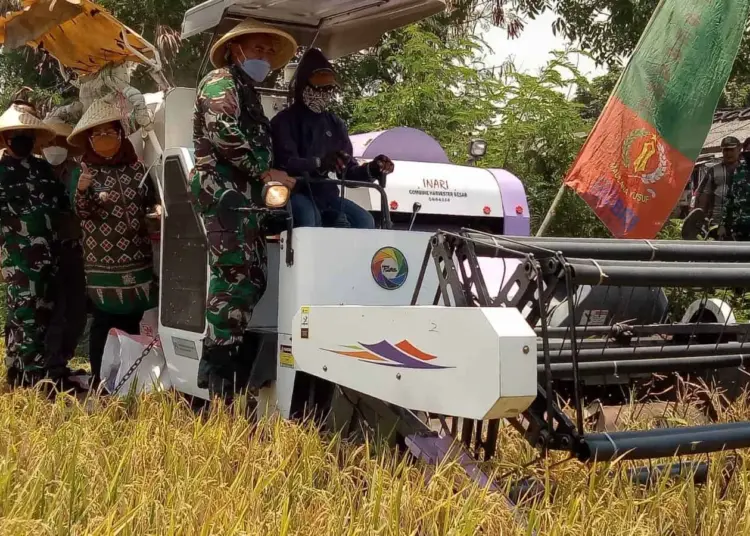 PANEN PADI–Bupati Serang Ratu Tatu Chasanah, didamping Danrem 063/Maulana Yusuf dan Dandim 0602 Serang, melaksanakan panen padi di Kecamatan Tanara, Kamis (30/9/2021). (ISTIMEWA)