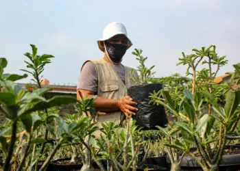 Potret Budidaya Tanaman Adenium di Kota Tangerang