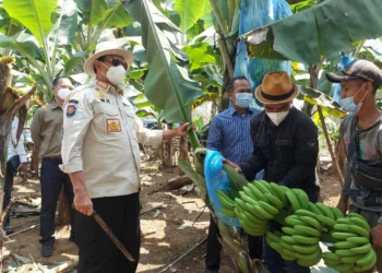 Gubernur Wahidin Panen Pisang di Lebak, Sebut Prospeknya Bagus