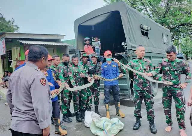 Hii...Muncul Dua Ekor Ular Sanca di Tengah Banjir Lebak