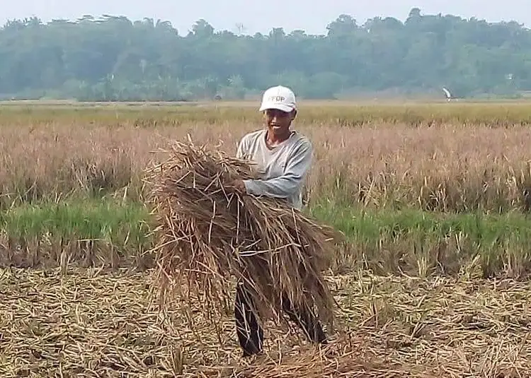 KUMPULKAN JERAMI–Ketua Karya Tani Muda, Lalan, mengumpulkan jerami padi sisa panen di ladang miliknya, Jumat (15/10/2021). Jerami tersebut, rencananya akan diolah menjadi pupuk organik. (ISTIMEWA)