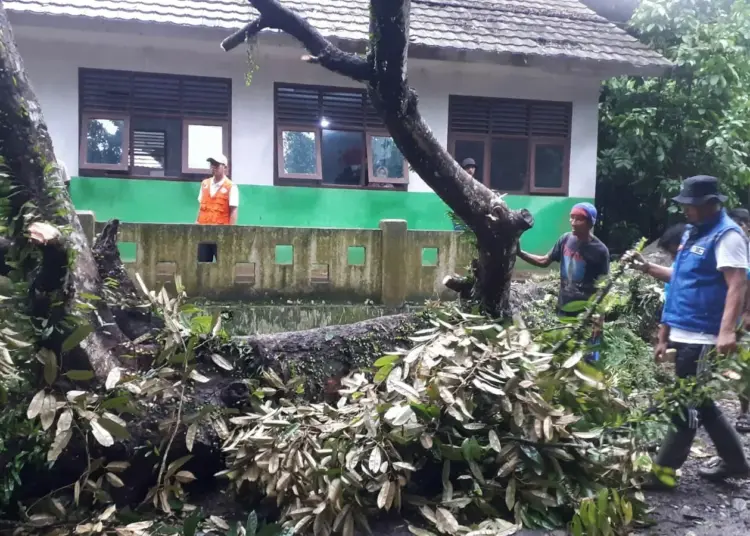 EVAKUASI–Warga bersama anggota KSB Carita, sedang mengevakuasi pohon durian yang tumbang akibat hujan deras yang disertai angin kencang, Jumat (19/11/2021). (ISTIMEWA)