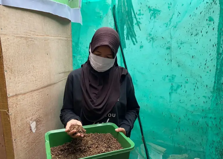 Budidaya Magot, Ibu-ibu Cikasungka Raup Belasan Juta