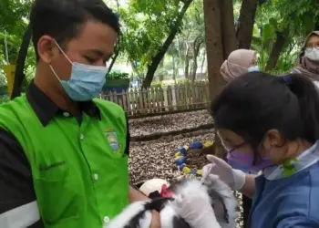 Kelinci-kelinci di Taman Kunci Kota Tangerang Idap Scabies