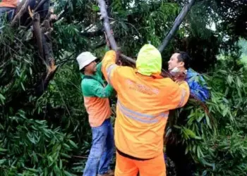 Wali Kota Arief: Bila Cedera atau Properti Rusak Akibat Pohon Tumbang, Pemkot Sediakan Asuransi