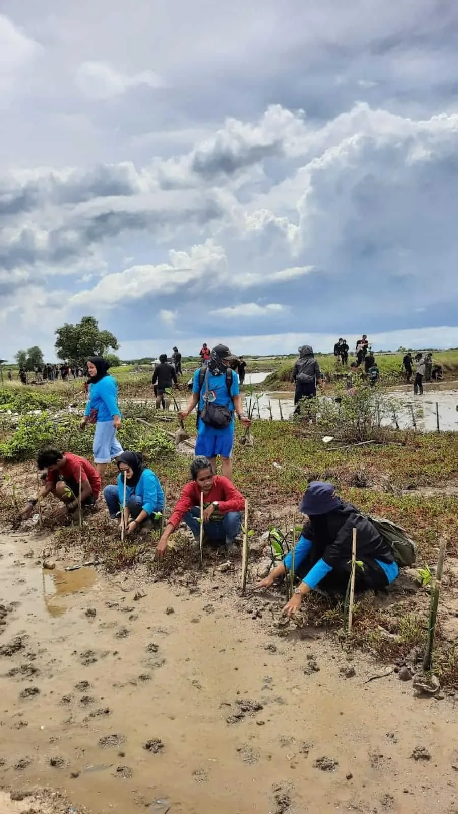 Mangrove Pulo Cangkir Bertambah 1.000 dari Komunitas Pecinta Alam Tangerang