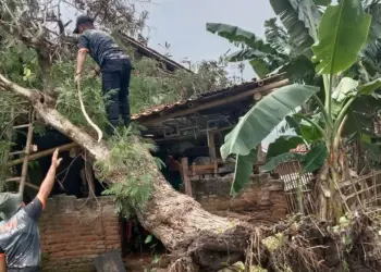 TUMBANG–Rumah milik Sukana, warga Kampung Pegandikan, RT 009 RW 002, Desa Pegandikan, Kecamatan Lebak Wangi, Kabupaten Serang, rusak akibat tertimpa pohon tumbang, Rabu (12/2/2022) sore lalu. (ISTIMEWA)