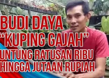 Video Budidaya Tanaman Hias Kuping Gajah Asal Pinang