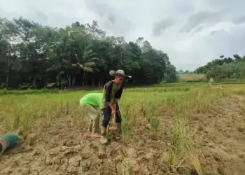 Sawah Terendam Limbah Pasir, Pemkab Lebak Minta Pihak Terkait Jangan Lempar Tanggung Jawab