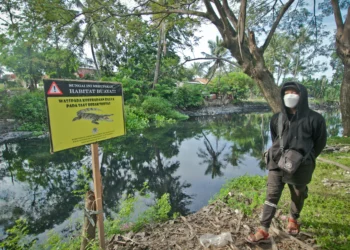 Foto Geger Kemunculan Tiga Ekor Buaya di Sungai Cirarab