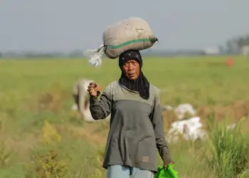 Foto Panen Padi di Desa Sukadiri Kabupaten Tangerang