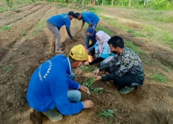 Sejumlah Narapidana Lapas Rangkasbitung Lebak Diajari Budidaya Ubi Jepang