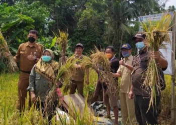 Kepala Distan Kabupaten Serang, Zaldi Dhuhana, memanen padi, belum lama ini. (ISTIMEWA)