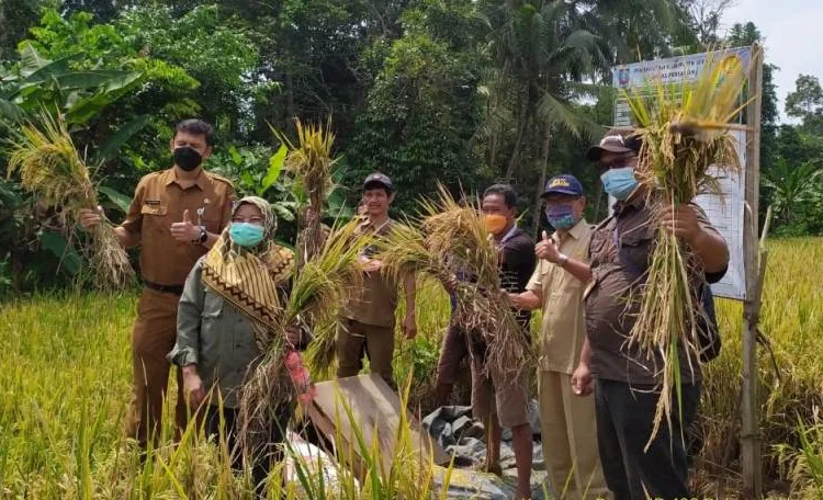 Kepala Distan Kabupaten Serang, Zaldi Dhuhana, memanen padi, belum lama ini. (ISTIMEWA)