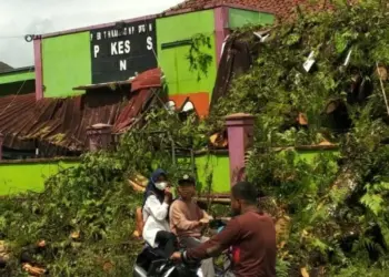 Pohon asam kamal tumbang, menimpa Puskesmas Menes, Minggu (27/2/2022) lalu. (ISTIMEWA)