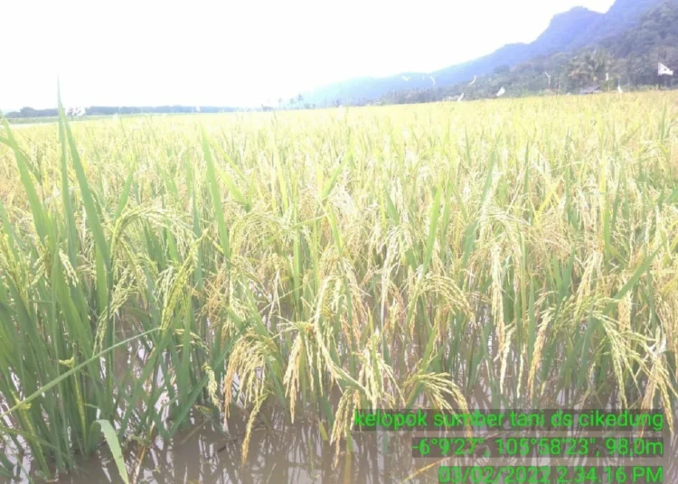 446 Hektar Sawah di Kabupaten Serang Terendam Banjir, Terancam Gagal Panen