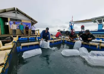 Kepala DKPP Kabupaten Serang, Suhardjo menamburkan benih ikan ke keramba apung. (ISTIMEWA)