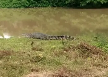 Seekor buaya terlihat di pinggir Sungai Cilemer, Patia, Kabupaten Pandeglang, Kamis (5/5)2022). (ISTIMEWA)