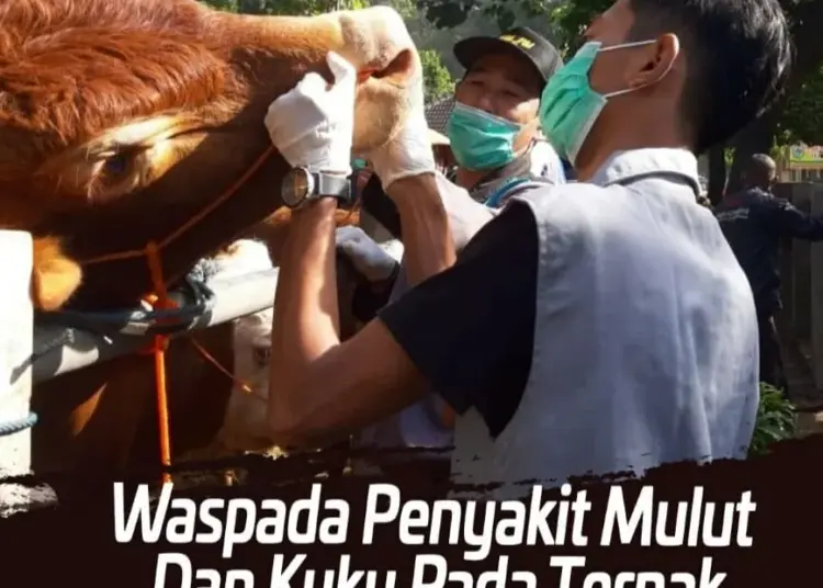 Seorang petugas sedang memeriksa mulut ternak jenis Sapi. (ISTIMEWA)