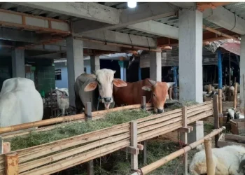 Masuk ke Lebak, Hewan dari Luar Daerah Wajib Disertai Dokumen Kesehatan