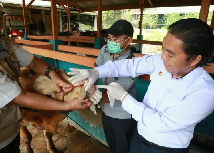 Cek Mulut Sapi, Al Muktabar Pastikan Kesehatan Hewan Kurban