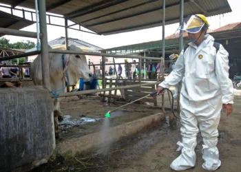 Foto Penyemprotan Disinfektan untuk Hewan di Kabupaten Tangerang