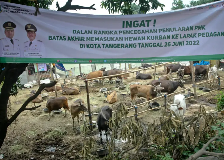 Foto Imbauan Larangan Masuk Hewan Kurban Jelang Idul Adha di Tangerang